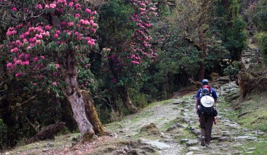 The Rhododendron Trail
