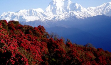 Rhododendron Trek